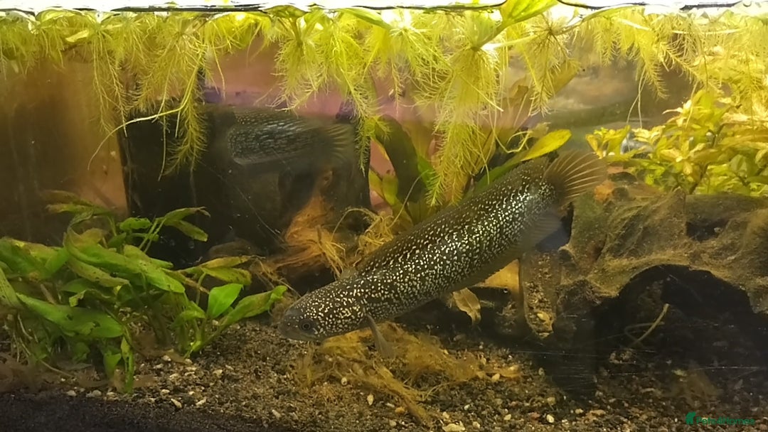 Other/Mixed Breed fish for sale: Snakeheads (channa Asiatica super spots) - Image 1