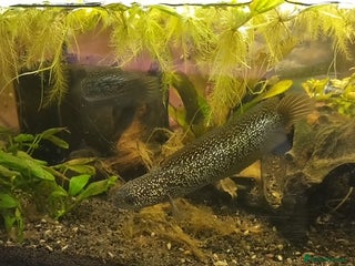 Other/Mixed Breed fish - Advert 28