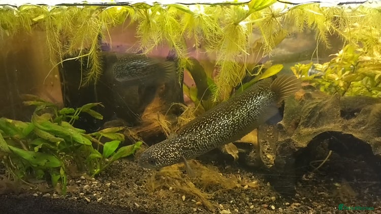 Other/Mixed Breed fish - Advert 1