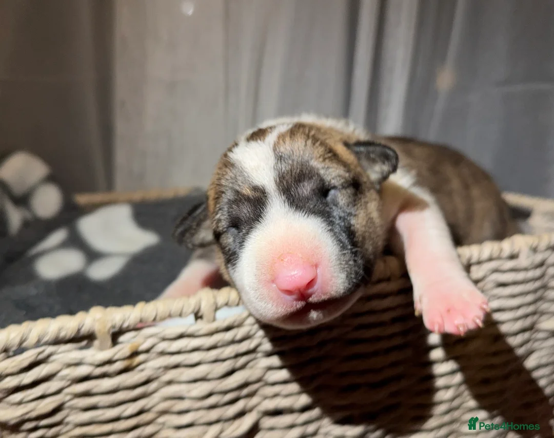 English Bull Terrier dogs for sale: Bull Terrier - Advert 10