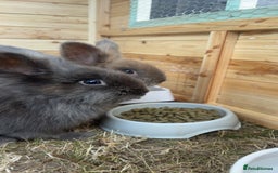 Lionhead rabbits for sale: 2 Lion head, 10 months old. - Image 3