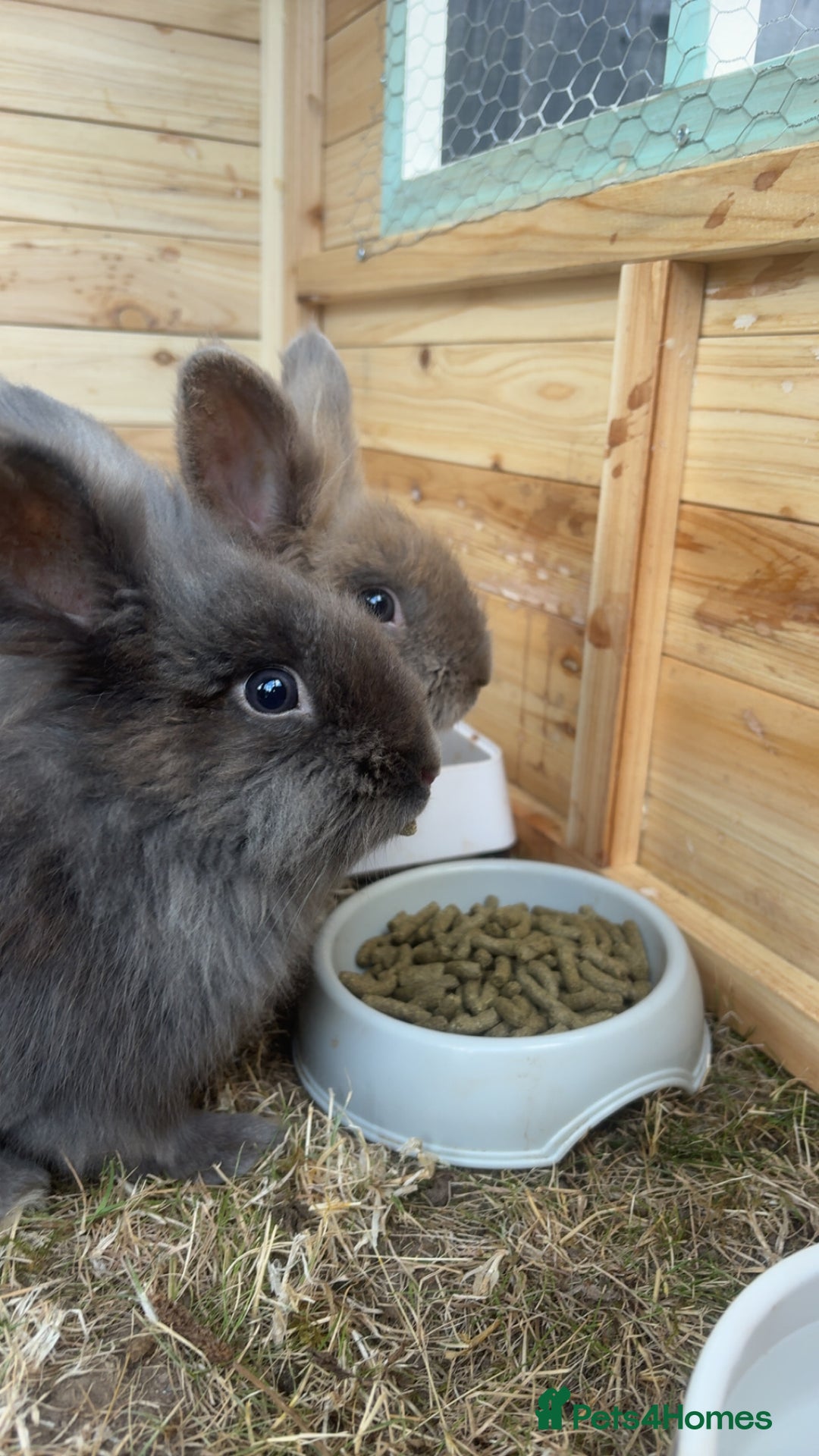 Lionhead rabbits for sale: 2 Lion head, 10 months old. - Image 3