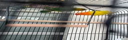 Lovebirds birds for sale: * Male & Female Lovebirds + Full Setup in Bradford - Advert 10