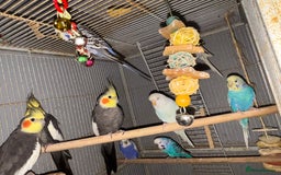 Cockatiels birds for sale: Cockatiels budgies and kakarikis for sale  - Image 2
