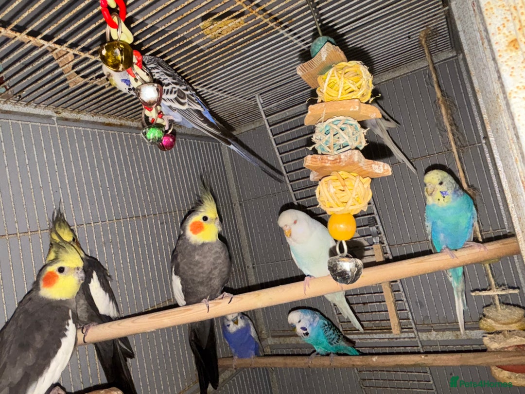 Cockatiels birds for sale: Cockatiels budgies and kakarikis for sale  - Image 2