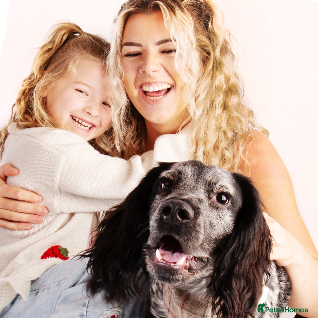 Cocker Spaniel dogs for stud: Big Stan. - Advert 7