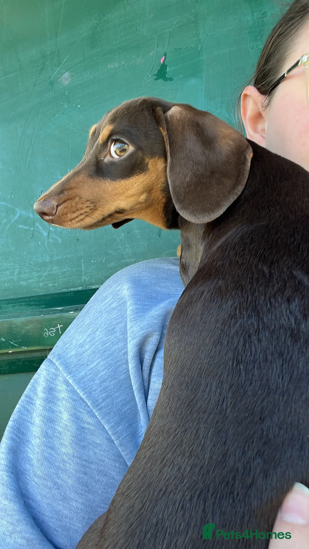 Dachshund dogs for sale: Dachshund looking for new home no fault of her own - Advert 2