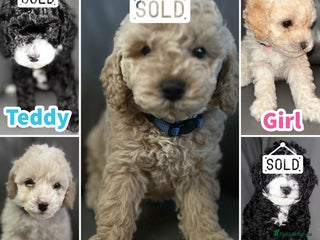 Cavapoochon dogs 🌟 Ready to leave 23rd Dec F1b cavapoochon puppies - Advert 6