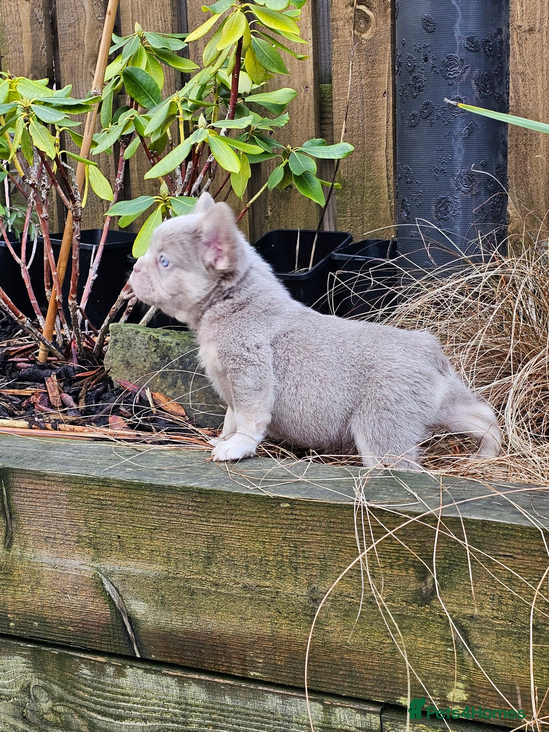 French Bulldog dogs for sale: French bulldog pups isabella and tan fluffy  - Advert 8