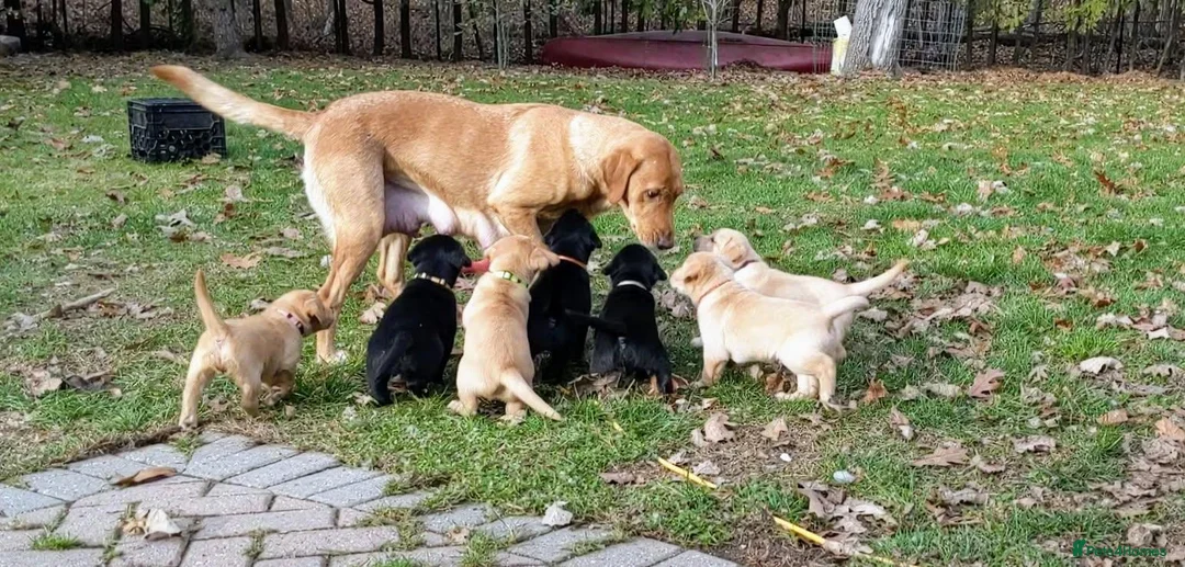 Labrador Retriever dogs for sale: !!Chunky Labrador Pupps in Bath - Advert 1