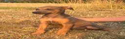 Lurcher dogs for sale: Stunning Lurchers  - Advert 22