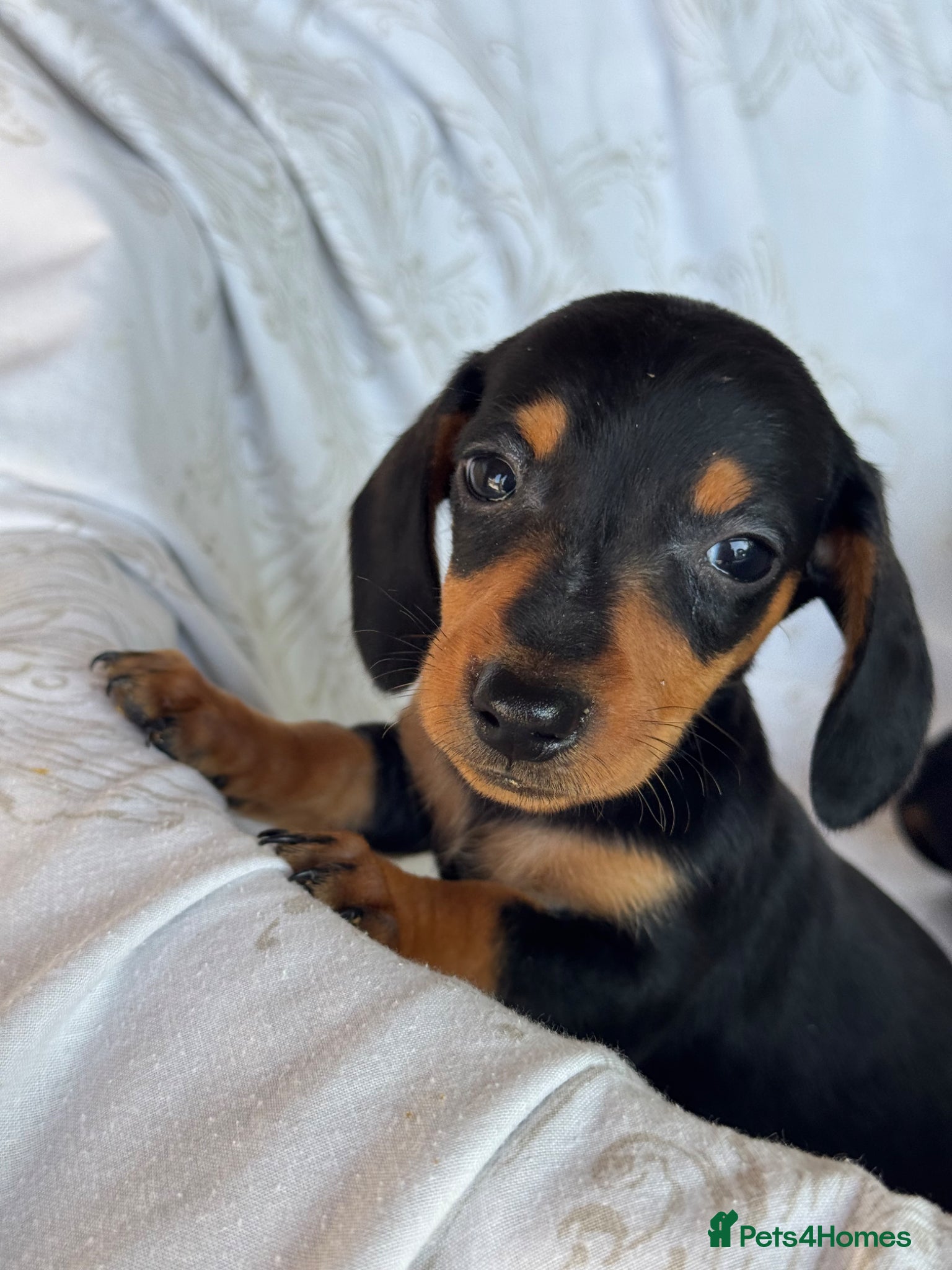 Miniature Dachshund dogs MINIATURE DACHSHUND BOY PUPPIES  - Advert 2