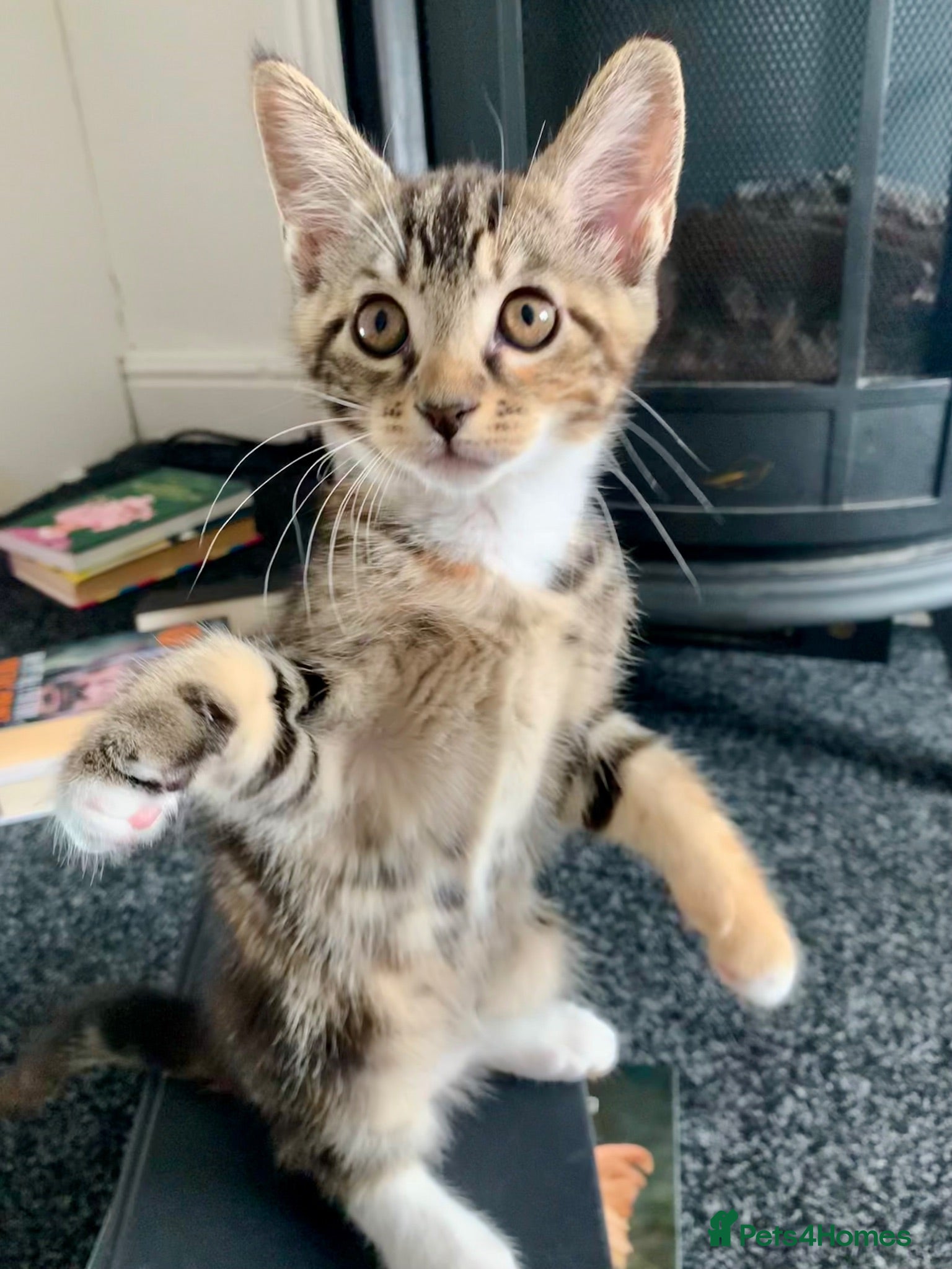Mixed Breed cats Mixed Main Coon kittens  - Advert 18
