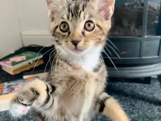 Mixed Breed cats Mixed Main Coon kittens - Advert 18