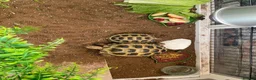 Hermann Tortoise reptiles for sale: tortoise in Melksham - Advert 2