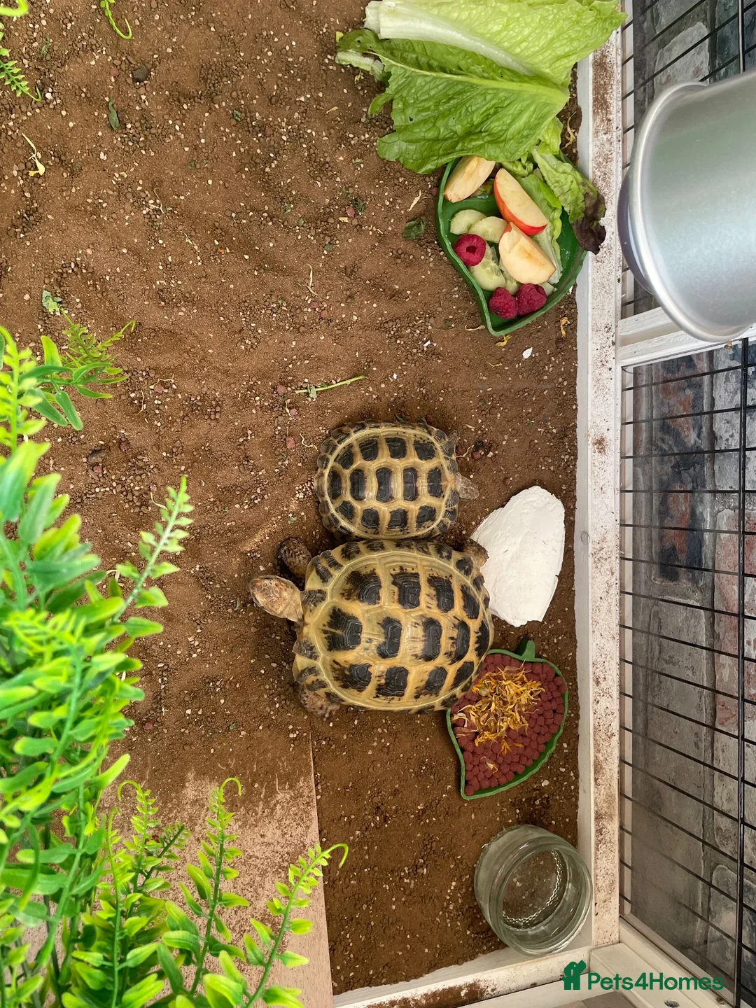 Hermann Tortoise reptiles for sale: tortoise in Melksham - Advert 2