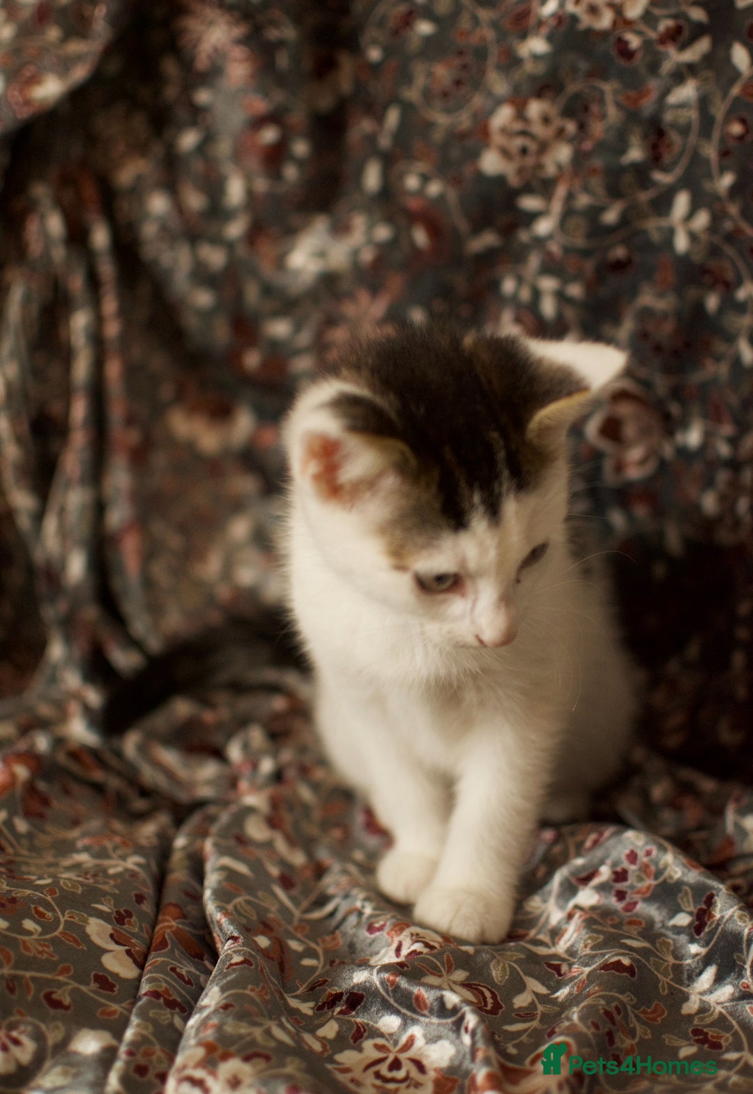 Mixed Breed cats for sale: 4 Beautiful Kittens Ready For Their Forever Homes - Image 12