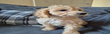 Cockapoo 2