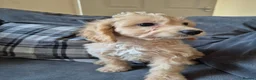 Cockapoo dogs for sale: Last boy F1 Cockapoo full vacs - ready now - Advert 5