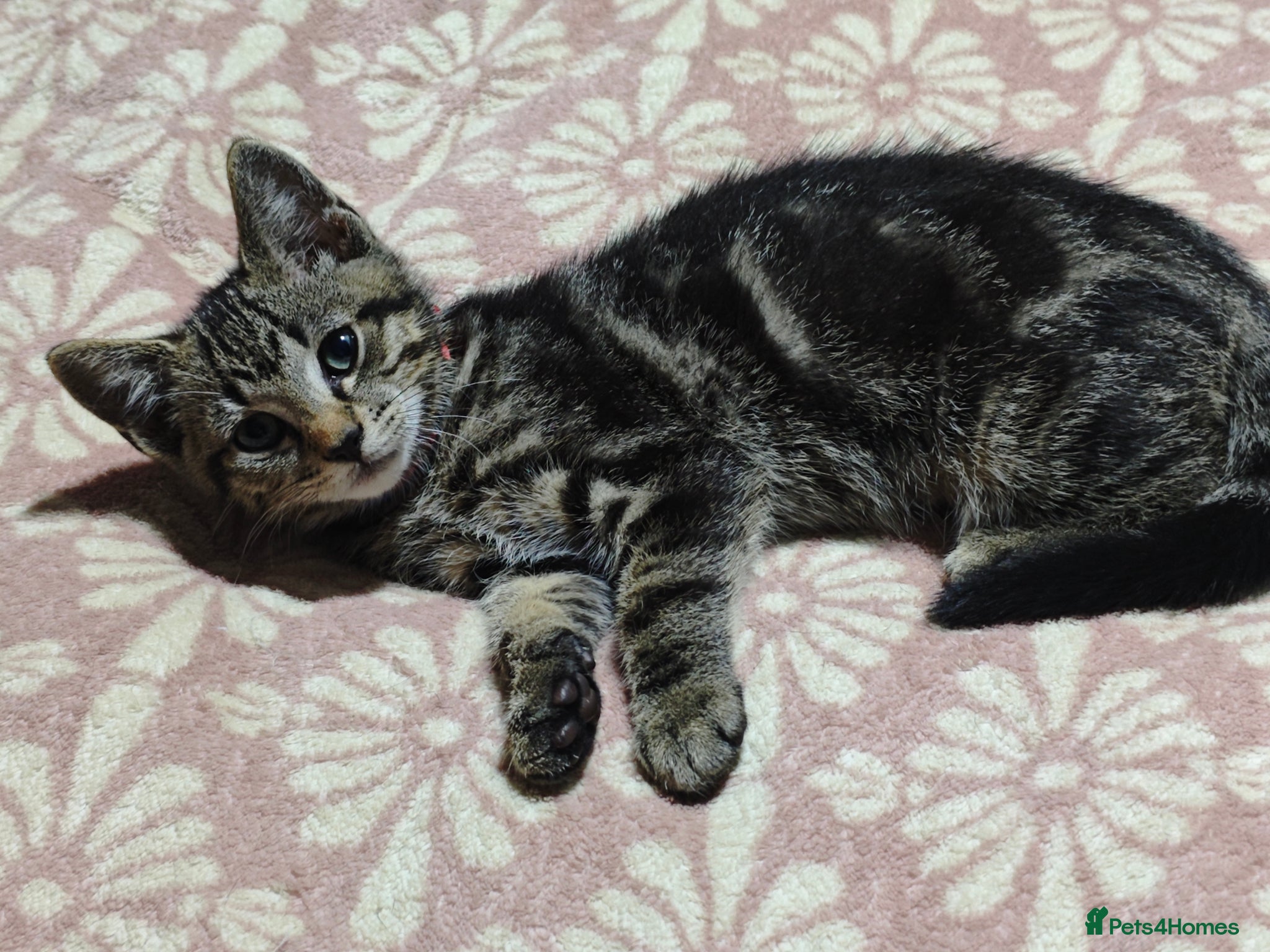 Mixed Breed cats for sale: kittens  - Advert 13