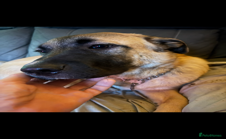 Anatolian Shepherd dogs - Advert 1