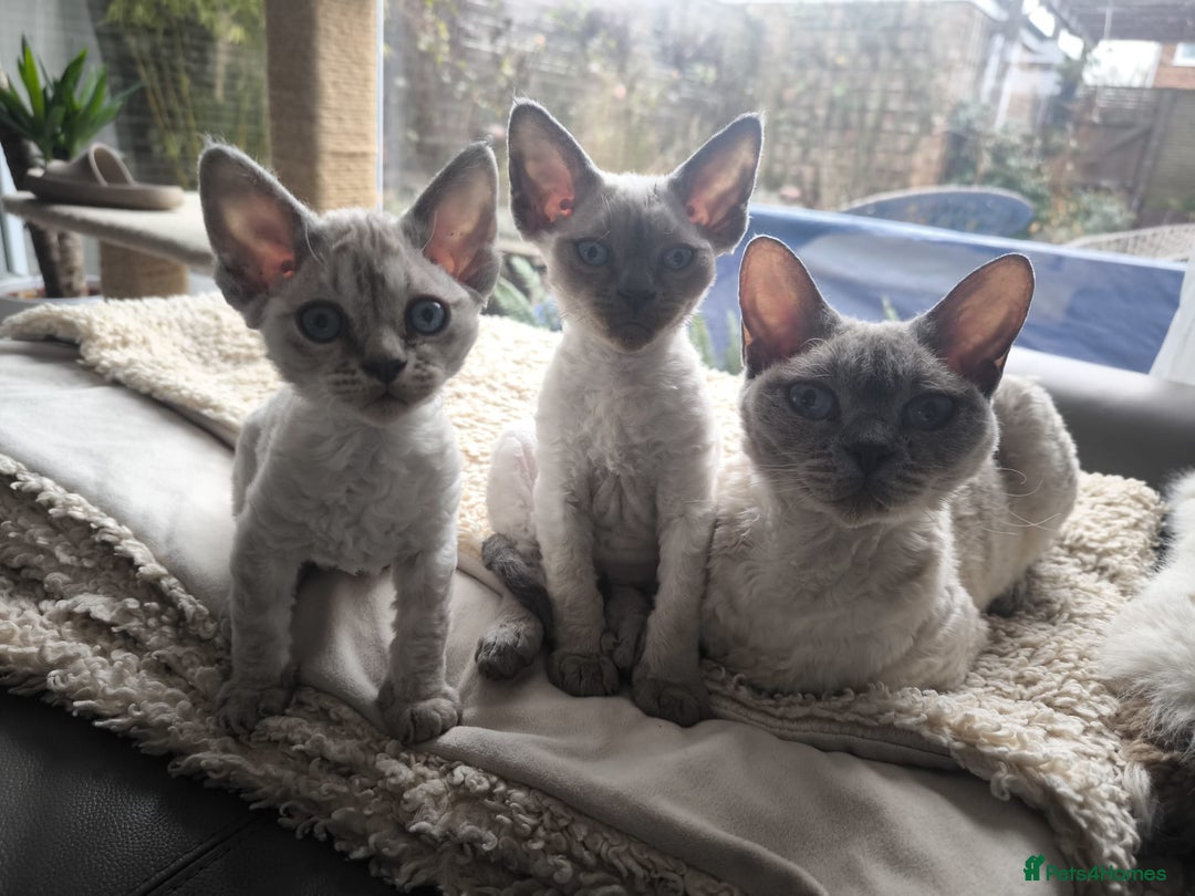 Devon Rex cats for sale: Devon Rex💕Blue Point Lynx Girl🩷Blue Point Boy💙 - Advert 1