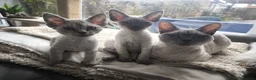 Devon Rex cats for sale: Devon Rex💕Blue Point Lynx Girl🩷 - Advert 6
