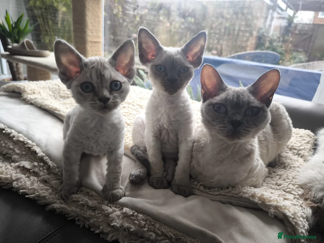 Devon Rex cats for sale: Devon Rex💕Blue Point Lynx Girl🩷 - Advert 6