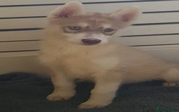 Siberian Husky dogs for sale: KC litter 5* rating by buyers REDUCED  - Image 29