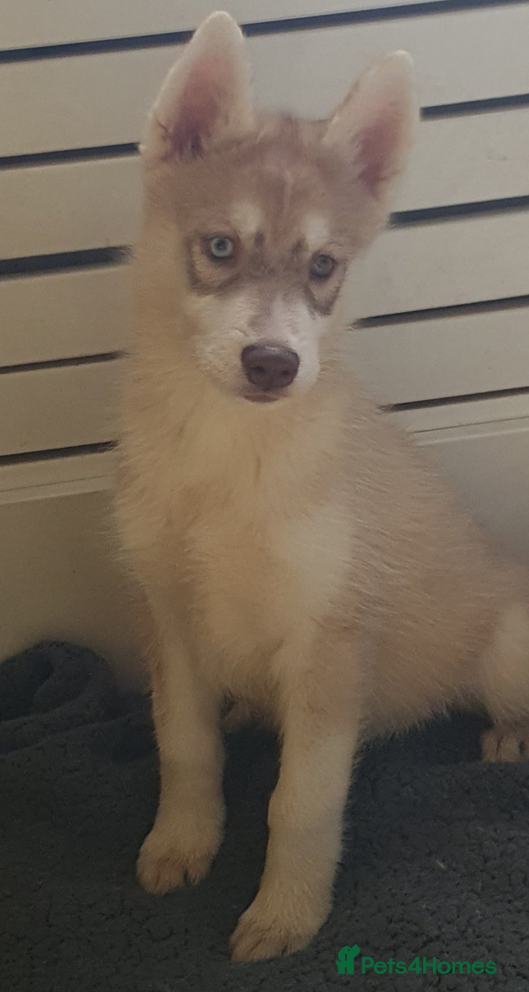 Siberian Husky dogs for sale: KC litter 5* rating by buyers REDUCED  - Image 29