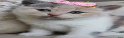 British Shorthair cats for sale: 😻 Unique BSH kittens with pedigree! ✨ - Advert 9
