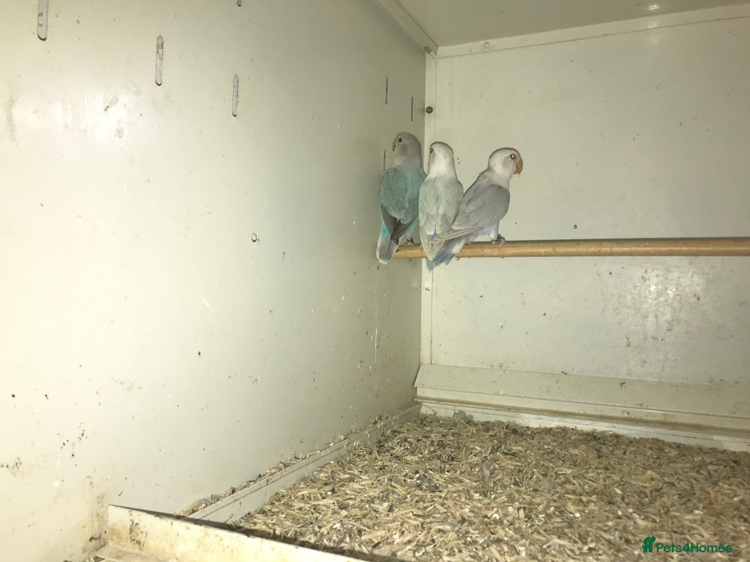 Lovebirds birds for sale: Peach face lovebirds  - Image 7