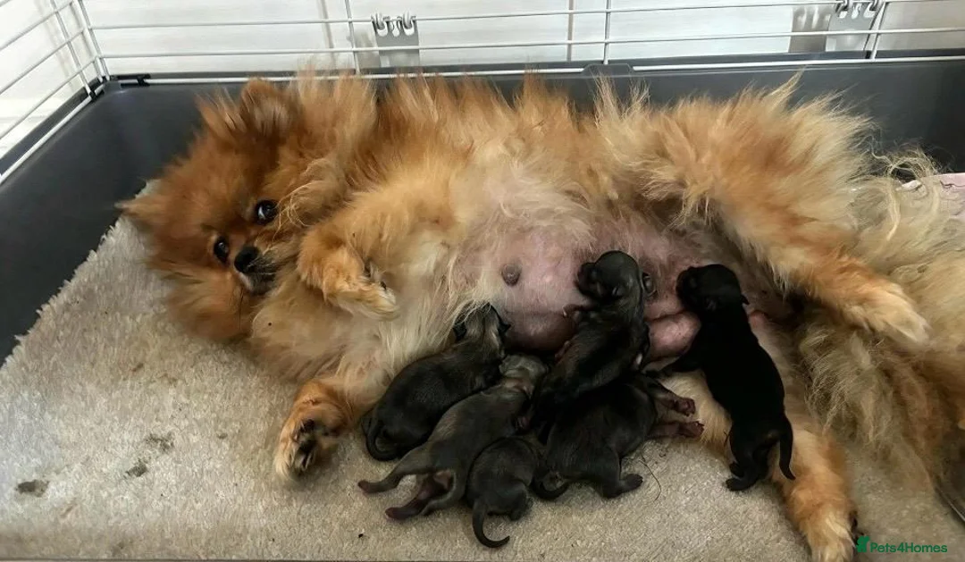 Pomeranian dogs for sale: Kc reg teddy pom  - Advert 1
