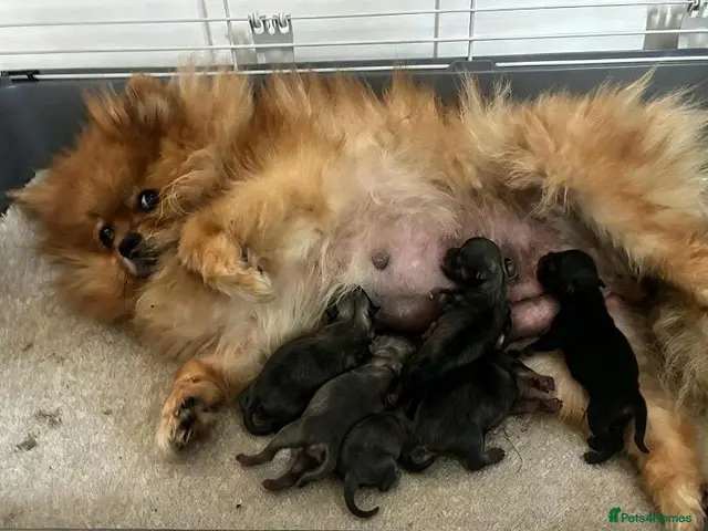 Pomeranian dogs for sale: Kc reg teddy pom - Advert 1