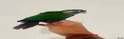 Conures birds for sale: Hand reared conures for sale  - Advert 18