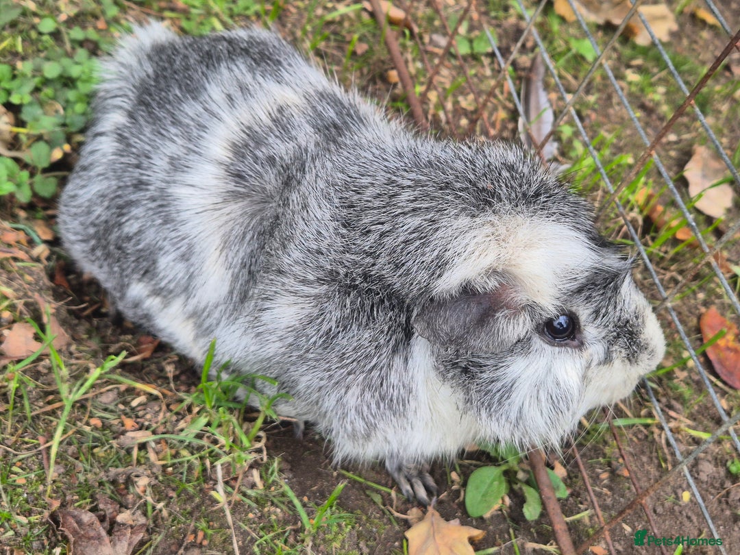 Guinea Pig rodents for sale: X2 Guinea pigs  - Image 2