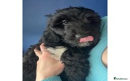 Cockapoo dogs for sale: F2B Cockapoos🐾2 left ready to leave🏡 in Leeds - Image 6