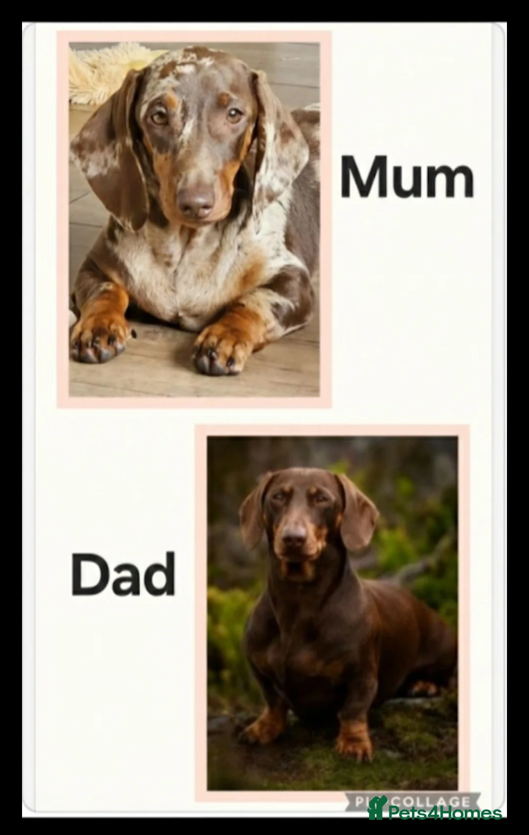 Dachshund dogs for sale: Stunning puppies, kc registered parents  - Advert 2