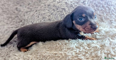 Miniature Dachshund dogs - Advert 8
