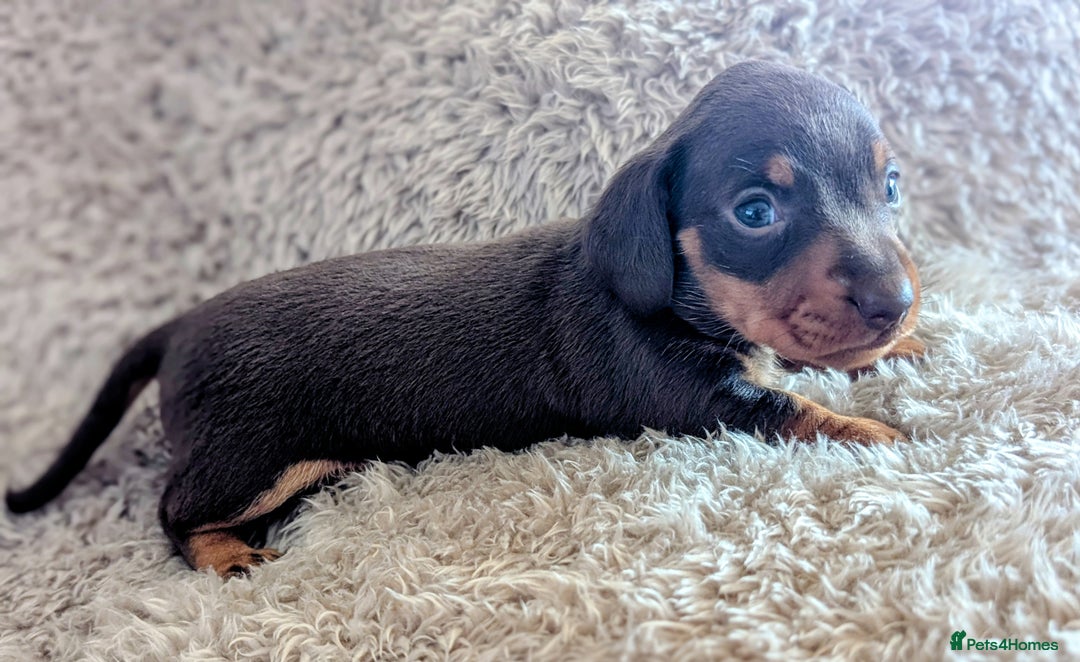 Miniature Dachshund dogs for sale: Beautiful Mini Daschounds Babies For Sale - Image 2