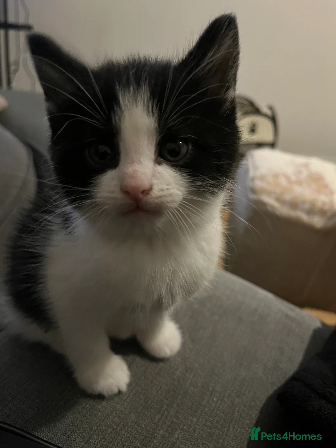 Mixed Breed cats for sale: 4 Gorgeous Friendly Male Kittens - Advert 3