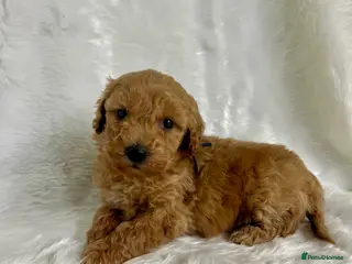 Mini Goldendoodle dogs Top Quality Miniature Goldendoodle puppies - Advert 1