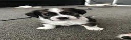 Mixed Breed dogs for sale: 4 gorgeous mini shih tzu x jack russels - Advert 22