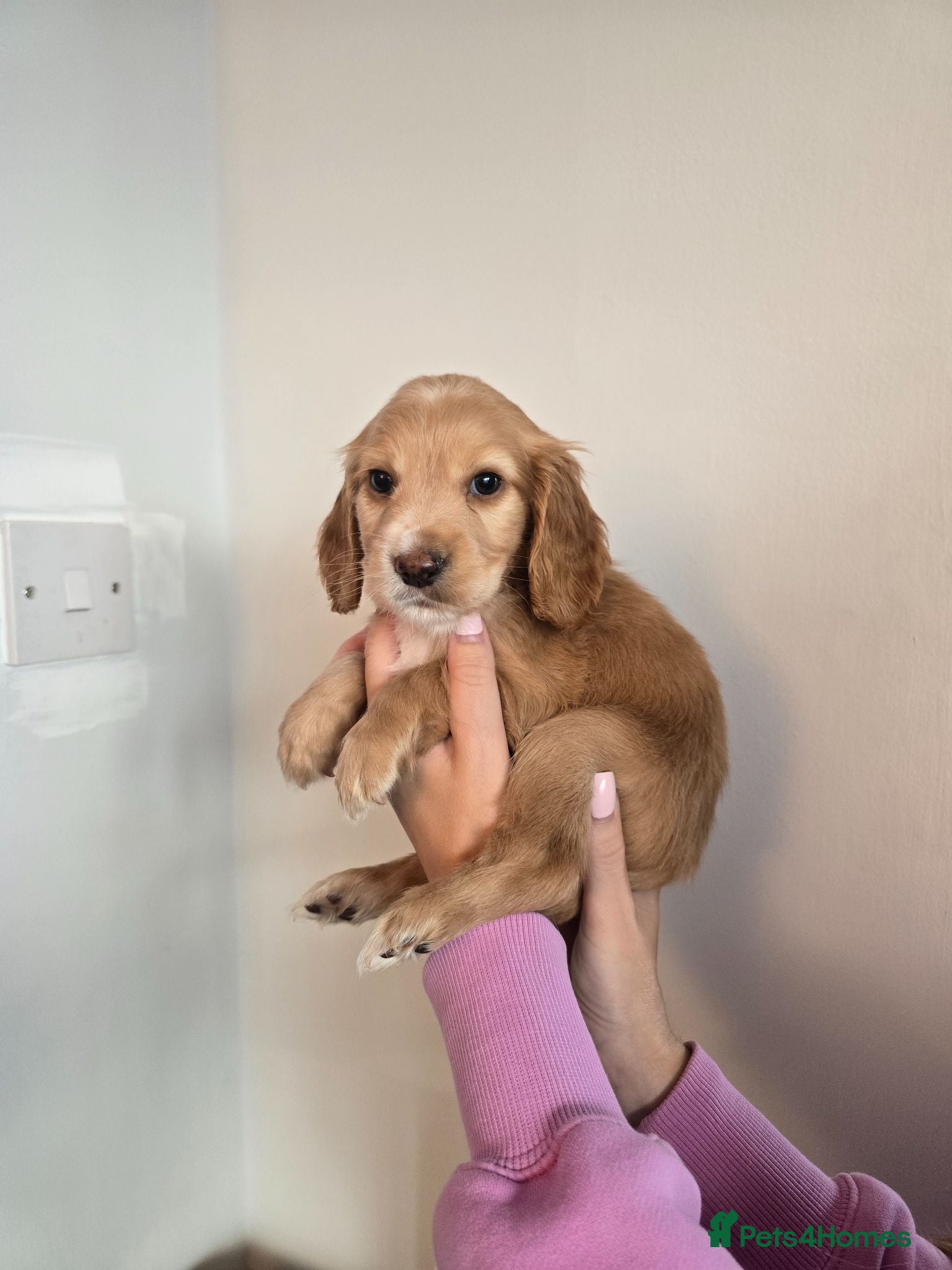 Cocker Spaniel dogs Stunning cocker spaniel puppies  - Advert 1