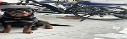 Rottweiler dogs for stud: ZEUS, - Advert 3