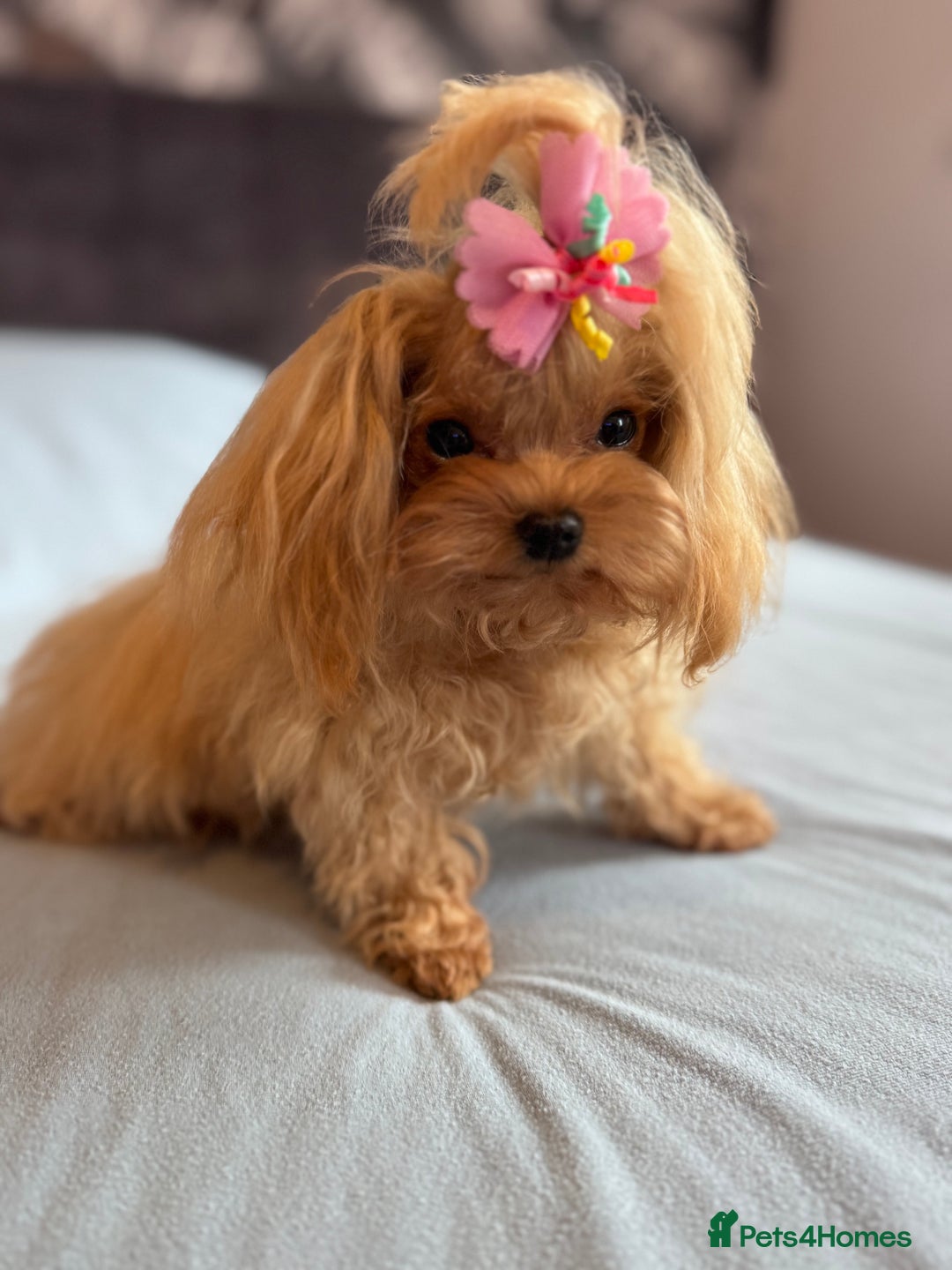 Maltipoo dogs for sale: Small Maltipoo female for sale - Advert 3