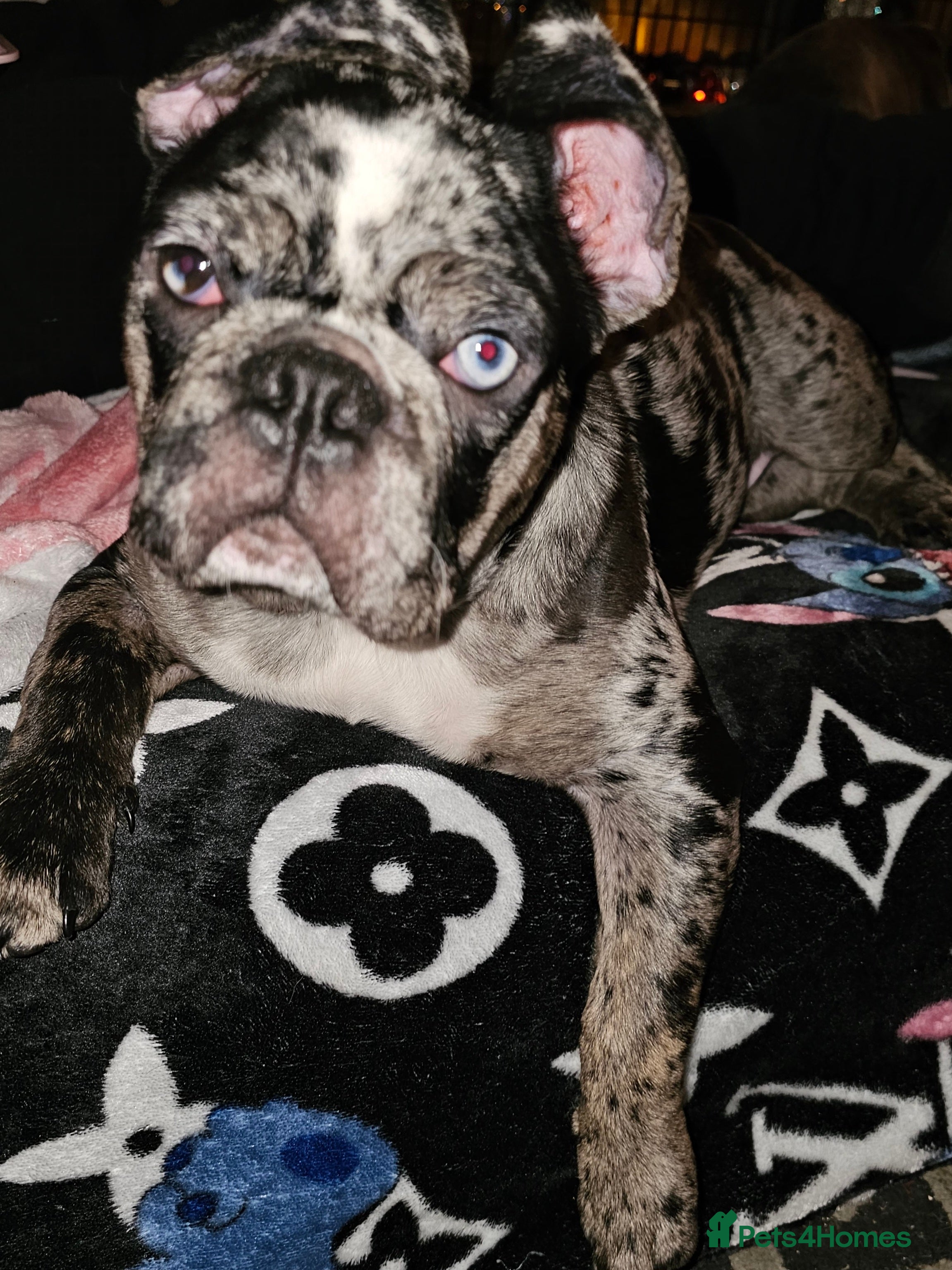 Frug dogs Frug boy  in Leeds - Advert 14