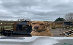 Labrador Retriever dogs for sale: My Boy Lenny - Labrador  - Image 25
