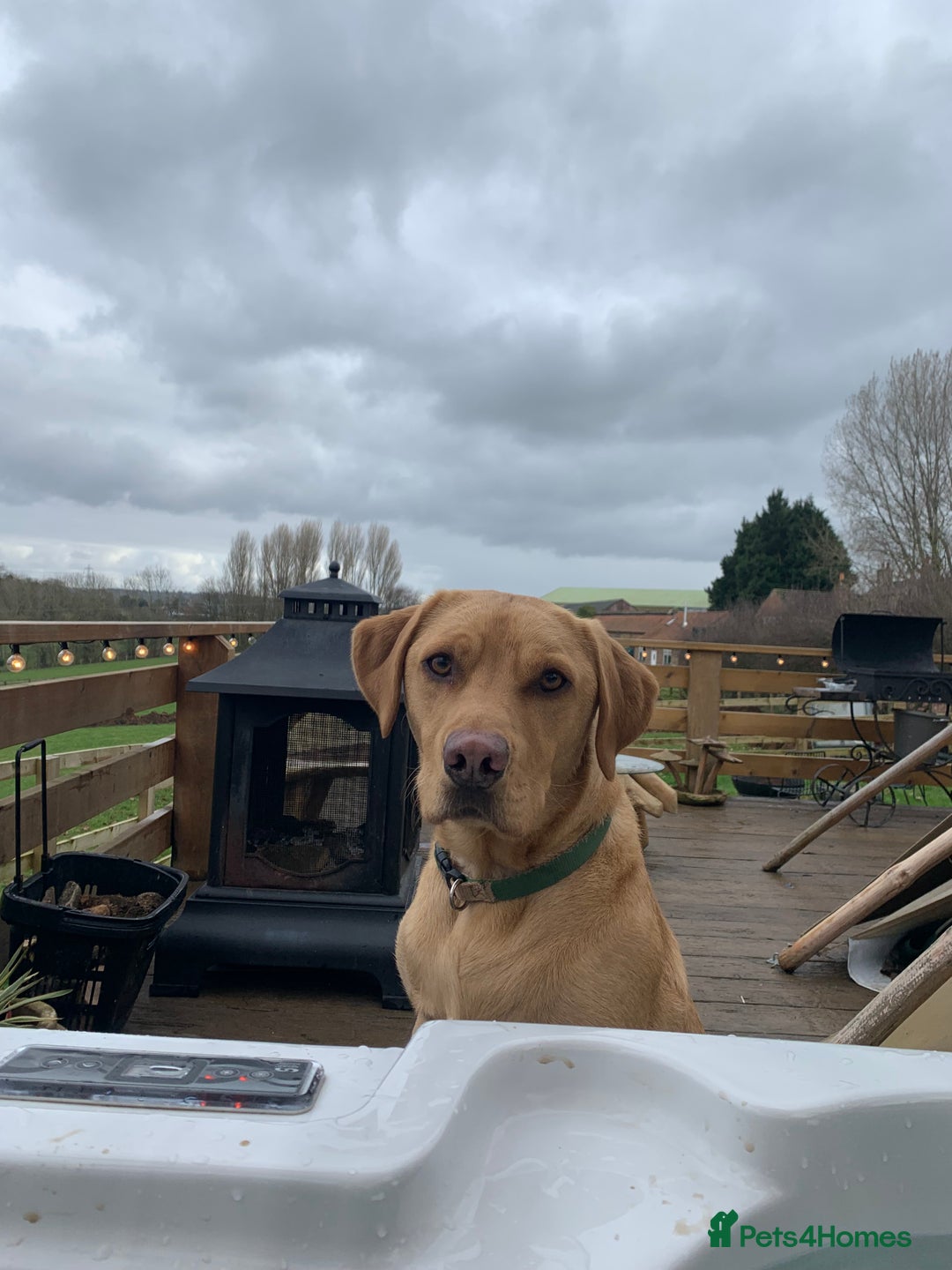 Labrador Retriever dogs for sale: My Boy Lenny - Labrador  - Image 25