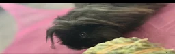 Guinea Pig rodents for sale: Male guinea pig  - Advert 4